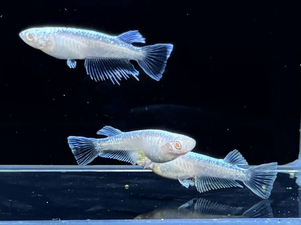 [メダカ永遠］アルビノクイーンメダカの稚魚・10匹