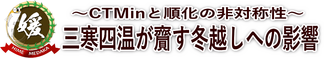 メダカの最低水温は何度？0℃より危険な「冬の気温上昇」の罠