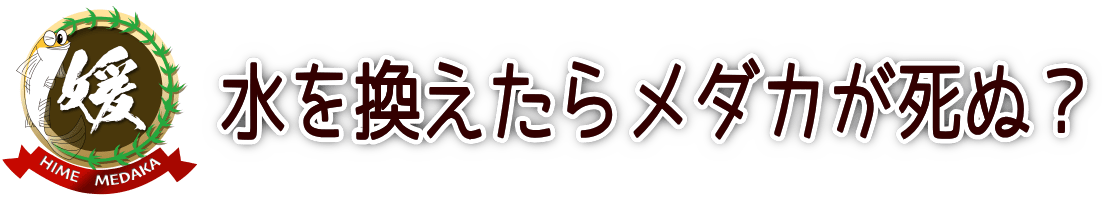 水換えしたらメダカが死ぬ理由｜水替えしないほうがよいの？