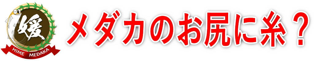 メダカのお尻から透明の糸のような物がぶら下がっている