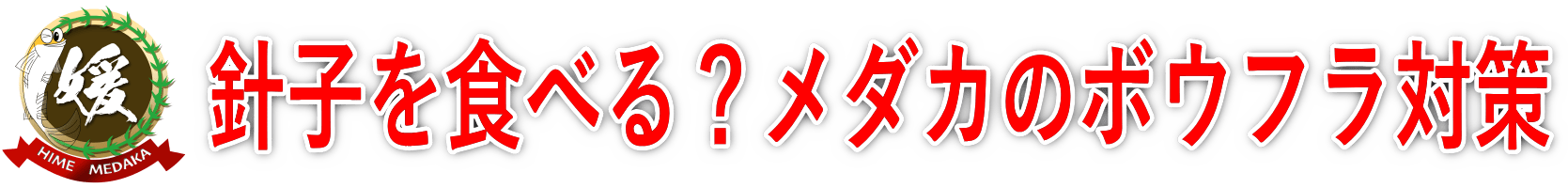 メダカの蚊・ボウフラ対策！ボウフラは針子を食べる？蚊取り線香は使ってはいけない？