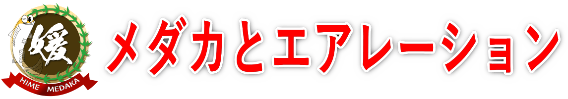 夏のメダカにエアレーションは必須？ブクブクで酸欠を防ぐ方法と設置のコツ