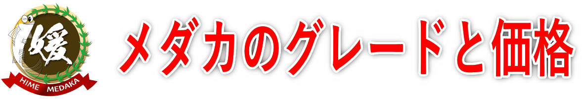 メダカの値段の謎！ 同じ種類でもグレードで安い・高いが決まる仕組み