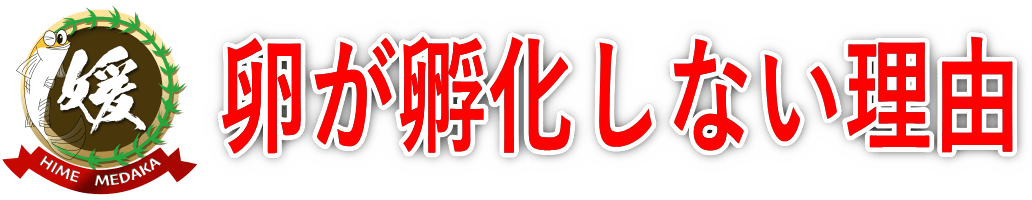 メダカの卵が白い・孵化しない原因は？無精卵が増える理由と対策を徹底解説