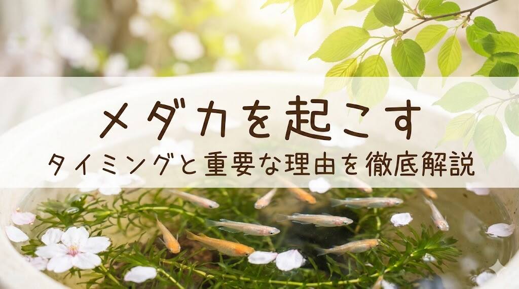 越冬明けのメダカの起こし方｜春の最初の水換えの大切さ