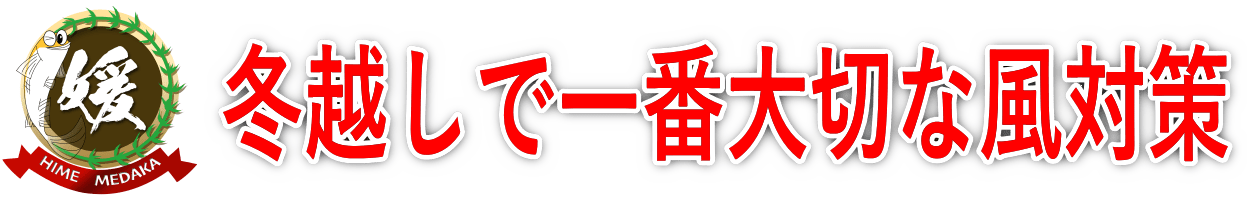 【メダカの越冬】寒さより「風」が危険？死なせないため足し水方法