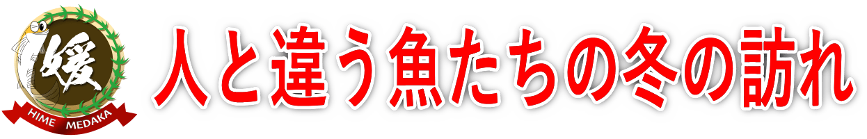 秋から冬へ、メダカが越冬態勢に入る時期はいつ？意外と遅いその理由と対策