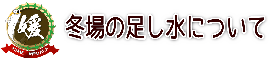 メダカ飼育における冬場の足し水と水槽チェック