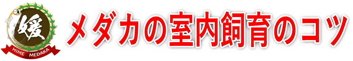 メダカの室内飼育のコツ～室内と屋外で変わる色々な違い～