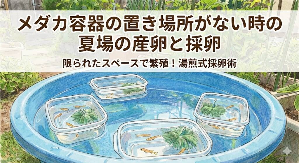 メダカ容器の置き場所がない時の夏場の産卵と採卵