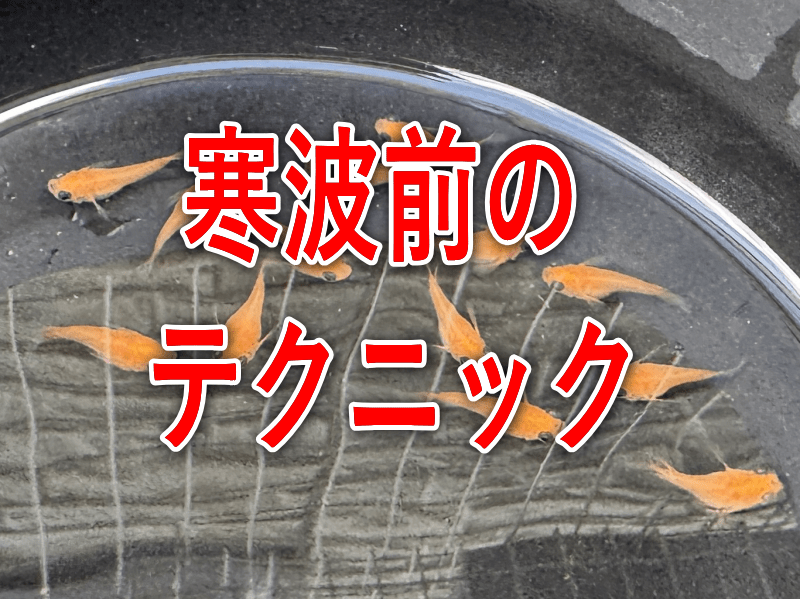 冬越しで差が付く寒波前のテクニック