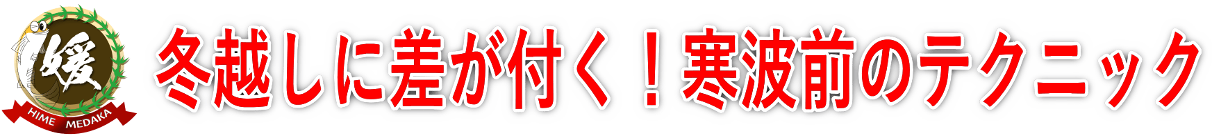 メダカの冬越し｜暖かい日に「あえて温めない」理由。急激な水温上昇とエネルギー消耗のリスク