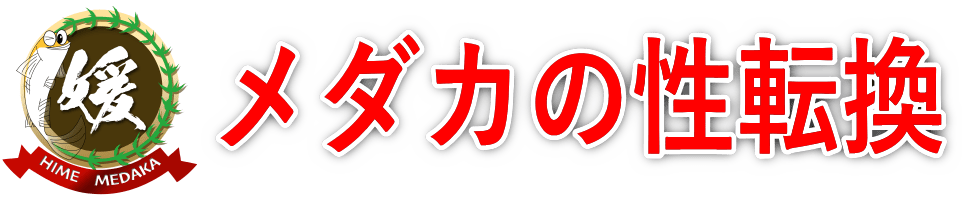 メダカの性転換～オスからメスへ雌から雄へ様々な性転換の事例～