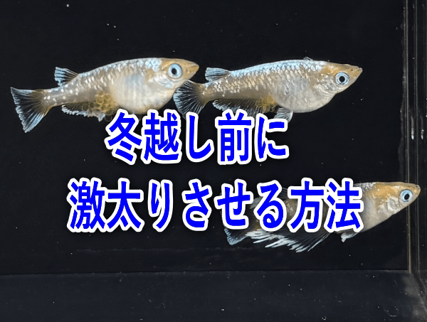 冬前の激太り期間