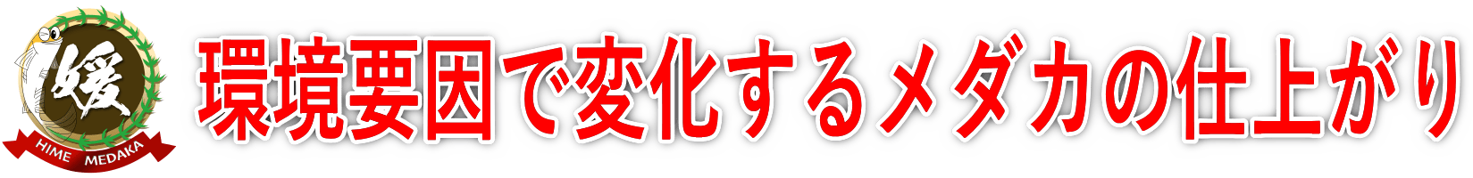 環境要因で表現型の現れ方メダカの最終的な仕上がり具合が変わる？
