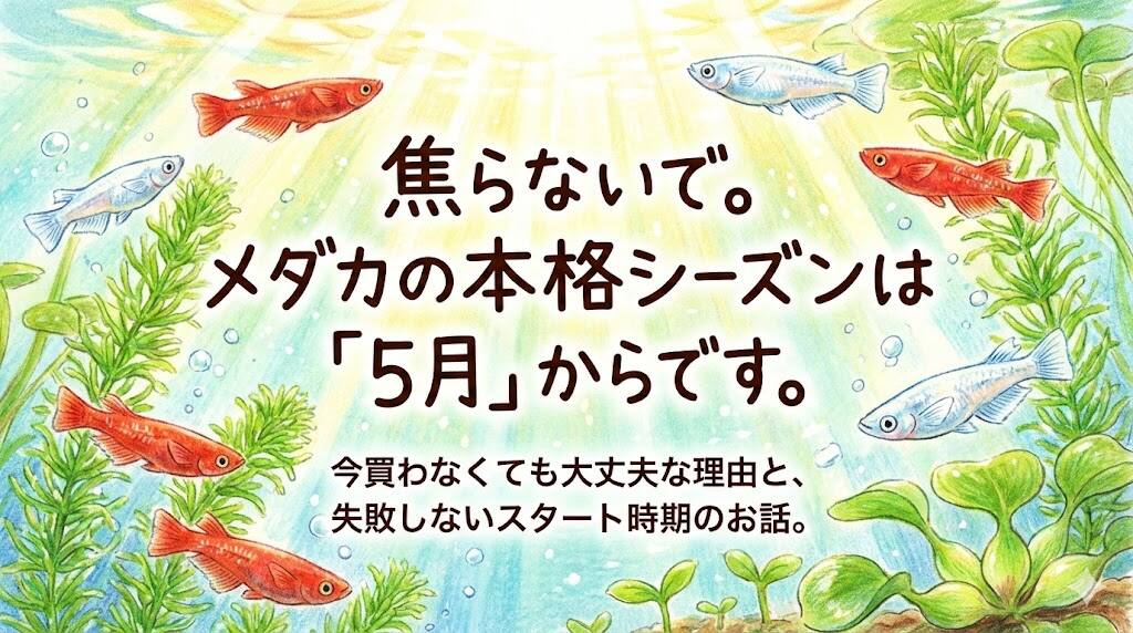 メダカを買うなら４月下旬以降がおすすめ～失敗しない初めてのメダカ飼育～