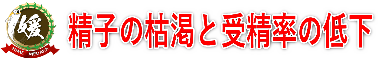 メダカの受精率低下は放精回数が原因？最新研究でわかった精子枯渇と飼育のコツ