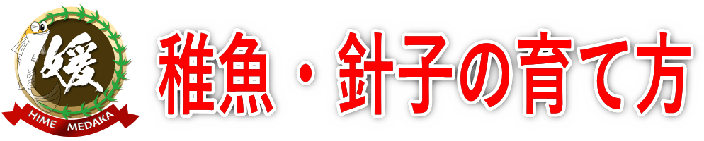 メダカの稚魚・針子の育て方