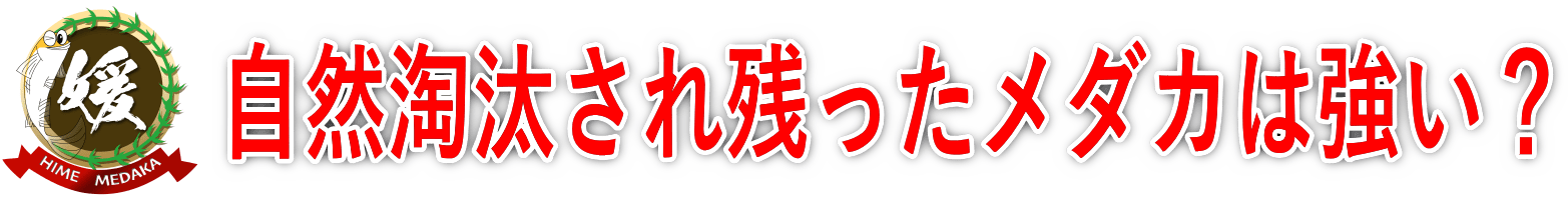 雨ざらしや汚泥環境で育ったメダカが必ずしも強いとは言えない理由とは？