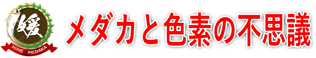 メダカの色が変わるのはいつ頃から？保護色機能・背地反応・色素胞について