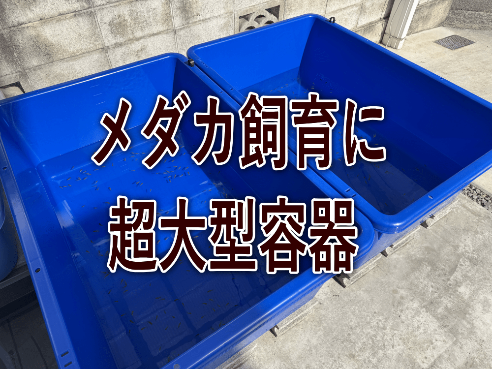 メダカの棚作り～簡単な2段メダカ台の作り方～