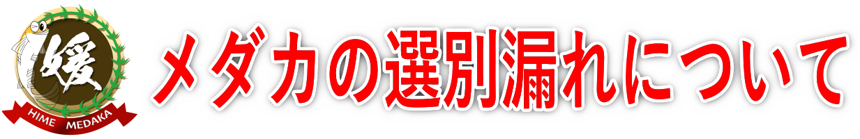 メダカの選別でメダカをハネる理由や選別漏れのメダカがキレイになるのは何故？