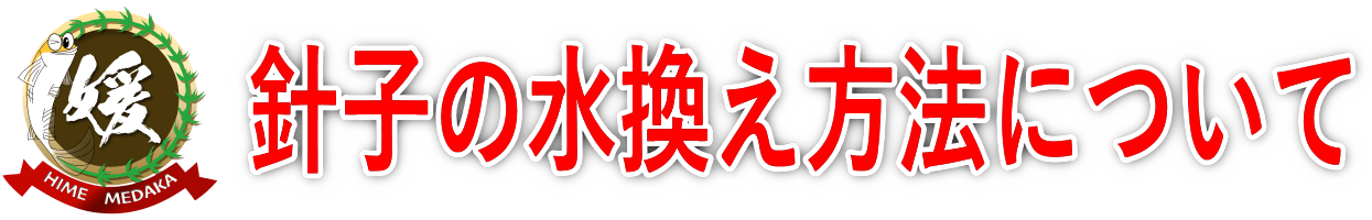 メダカの針子・稚魚の水換え方法と育て方｜初心者でも失敗しない飼育のコツと注意点
