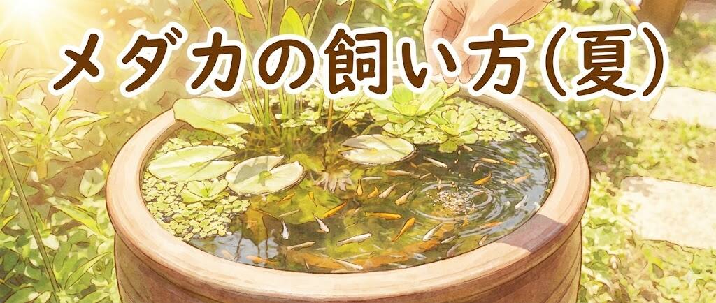 メダカの飼い方(夏)