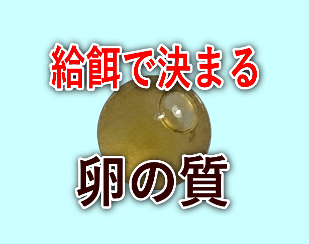 メダカの殖やし方のコツ