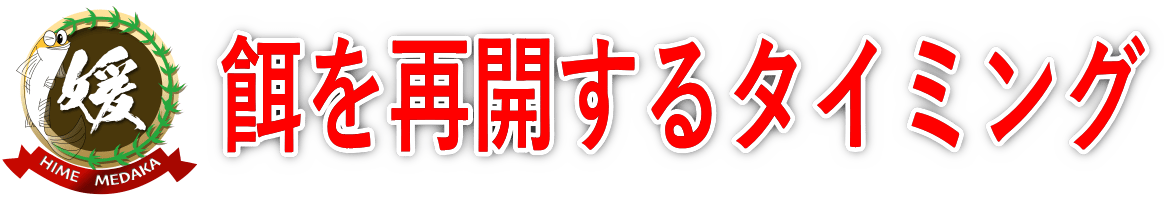 越冬明けのメダカに餌を与え始めるタイミング【春のメダカ飼育】