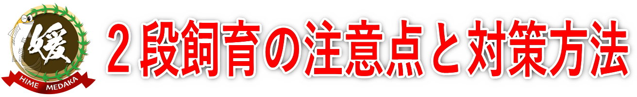 メダカの屋外飼育｜下段容器の注意点と雨の日のオーバーフロー対策【プラジョイント活用法】